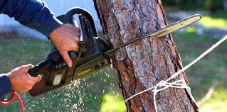 Best Tree Preservation Services  in Rock Port, MO