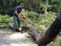 Best Commercial Tree Services  in Rock Port, MO