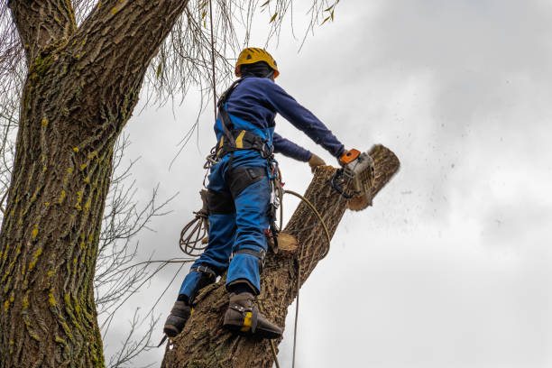 How Our Tree Care Process Works  in Rock Port, MO