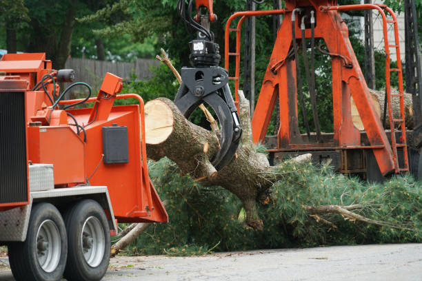 Best Leaf Removal  in Rock Port, MO