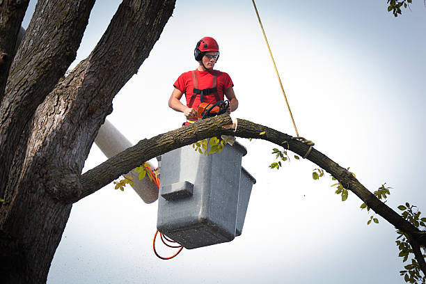 Best Palm Tree Trimming  in Rock Port, MO