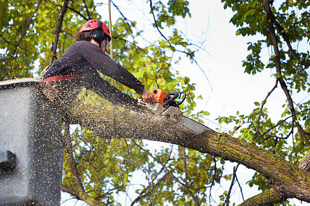 Best Tree Cabling and Bracing  in Rock Port, MO