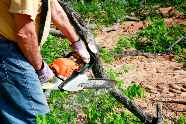 Reliable Rock Port, MO Tree Services Solutions